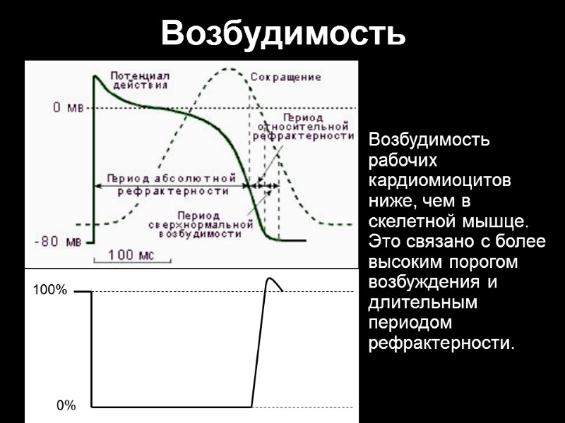 Возбудимость рабочих кардиомиоцитов ниже, чем в скелетной мышце. Это связано с более высоким порогом